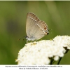 satyrium acaciae abdominalis shamkir b